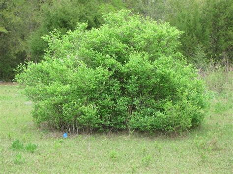 Plants Bushes And Shrubs Trees