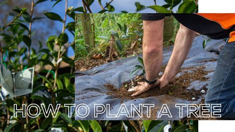 How To Plant A Tree Marc Doyle Treework