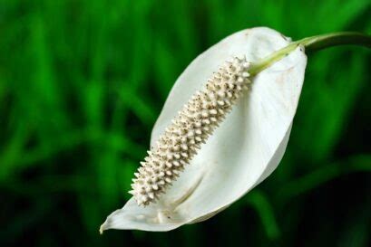 Peace Lily Flower: Meaning, Symbolism, and Colors | Pansy Maiden