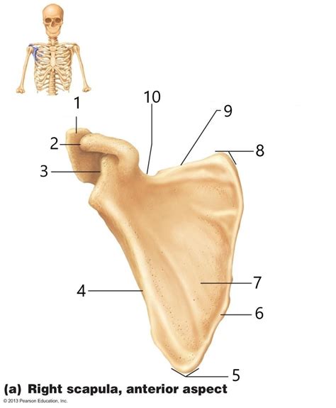 Scapula Anterior View Diagram Quizlet