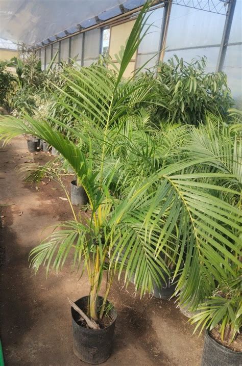 Areca Maceta 10 Litros Plantas Morenal