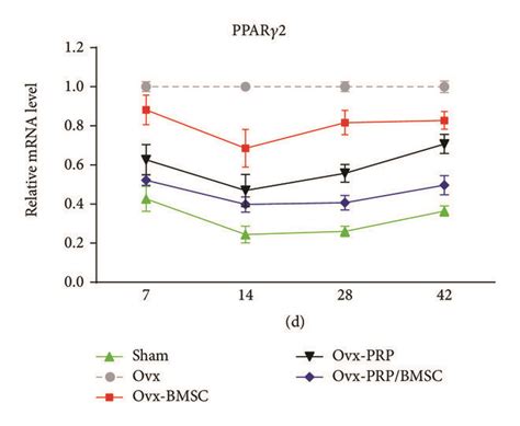 Temporal Analysis Of Callus Gene Expression Temporal Changes In RUNX2