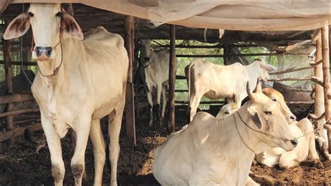 Small Cattle Farm Kirivong Takeo Bunthan Victor Youtube