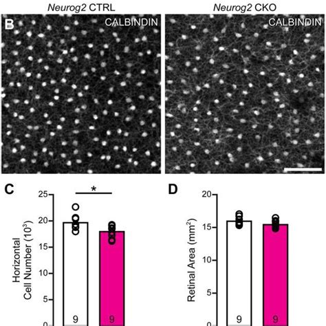 Neurog Cko Mice Exhibit A Reduction In Horizontal Cell Number A