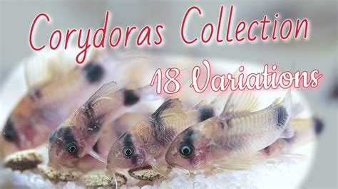 Corydoras Fishroom Tour Different Species Of Cory Catfish Youtube