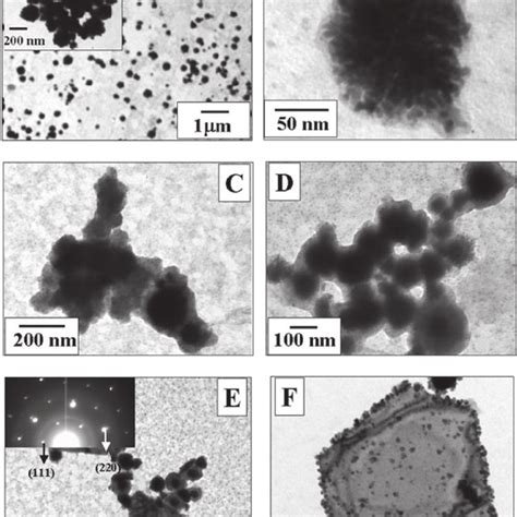 Representative TEM Micrographs At Different Magni Fi Cations Onto