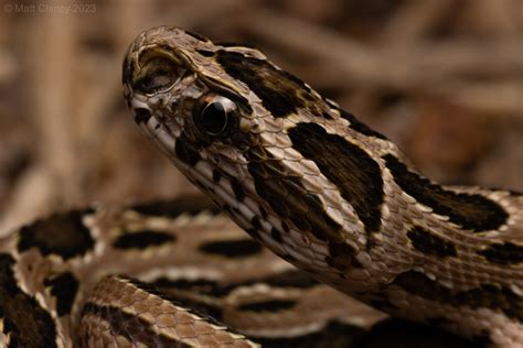 Siamese Russell S Viper Daboia Siamensis Eastern Thailan Matt