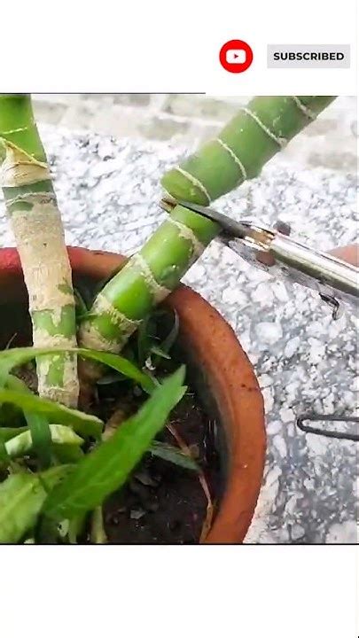 How To Propagate Dieffenbachia From Stem Cutting All About