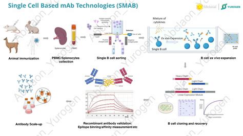 ABclonals Novel Single B Cell Based Platform For Monoclonal Antibody