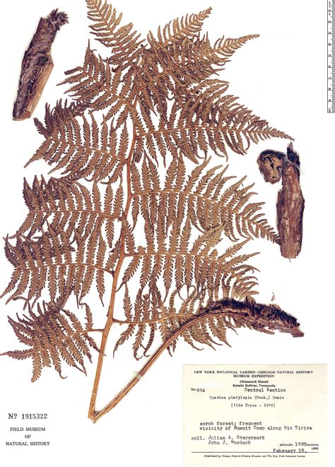 Cyathea Platylepis Rapid Reference The Field Museum