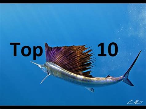 Top Fastest Fish Youtube