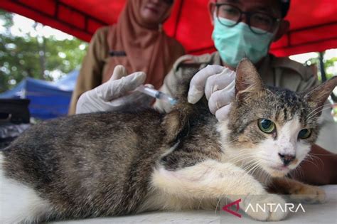 Sebanyak 6 493 Hewan Di Jaksel Sudah Divaksin Rabies ANTARA News