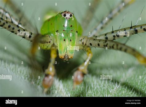 Green Lynx Spider Peucetia Viridans Male On Ashy Sunflower