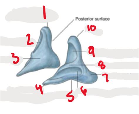 Arytenoid Cartilage Flashcards | Quizlet