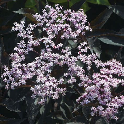 Rotbl Ttriger Holunder Sambucus Nigra Black Beauty Rosa