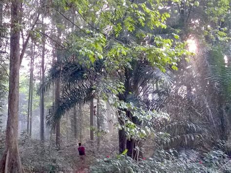 Hutan Cifor Untuk Penelitian Dan Wisata Berbagi Info Cimanggu Bogor