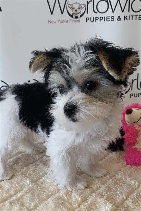 Morkie Colors Guide White Black Chocolate Silver Etc