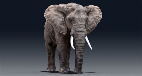 Elephant Nose 3d Model Turbosquid 1206022