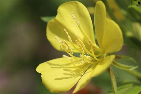 Free Evening Primrose Primrose Images Pixabay