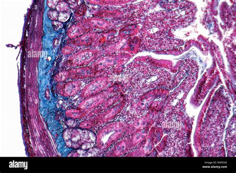 Duodenum Cross Section Stock Photo Alamy
