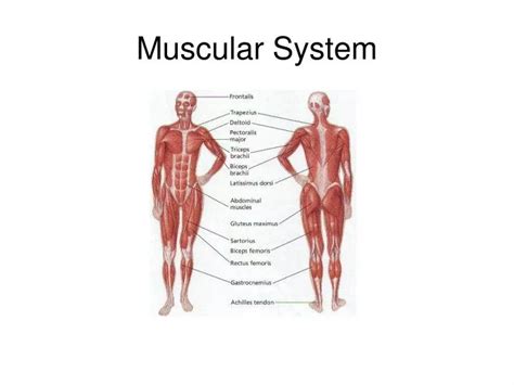 Ppt Muscular System Powerpoint Presentation Free Download Id1466224