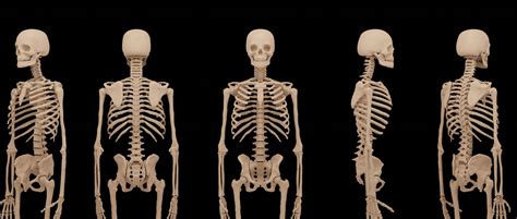 How many bones are in the human body? - BBC Science Focus Magazine