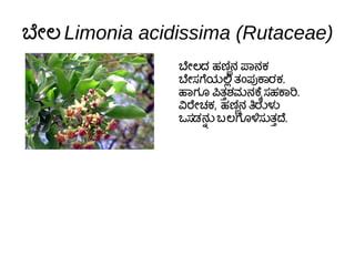 Medicinal Plants Ppt