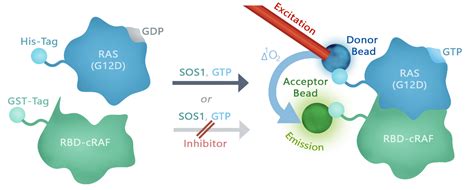 Krasg12d Coupled Nucleotide Exchange Assay Kit Bps Bioscience