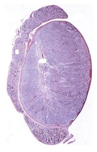 Male Reproductive System Histology Flashcards Quizlet