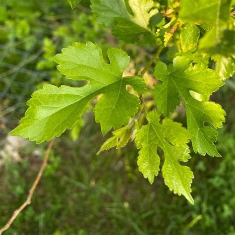 Sapling identification, Dayton Ohio : r/treeidentification