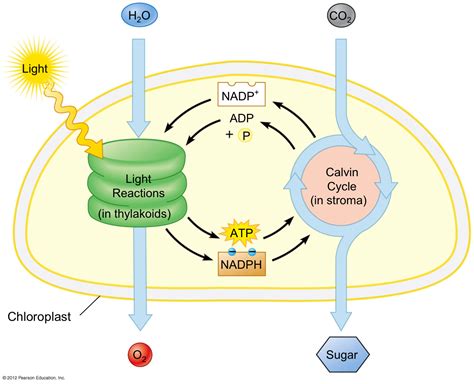 Photosynthesis Light Independent Reactions Ap Biology