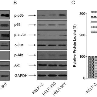 Activations Of Erk Nf Kb Jnk C Jun And Akt Are Induced In