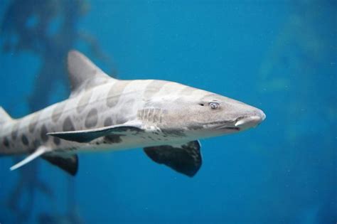 Leopard Shark Triakis Semifasciata