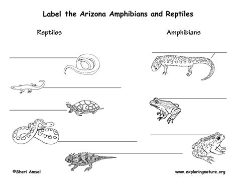 Arizona Habitats, Mammals, Birds, Amphibians, Reptiles