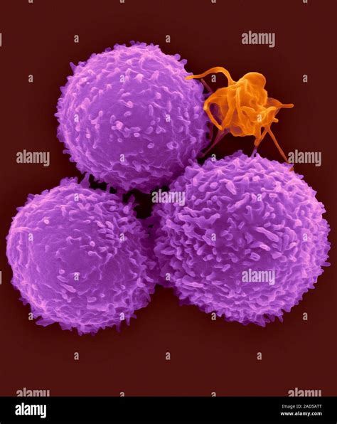 Human T Lymphocytes Pre T Cells And Activated Platelet Coloured