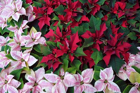 Poinsettia Wallpaper HD Download