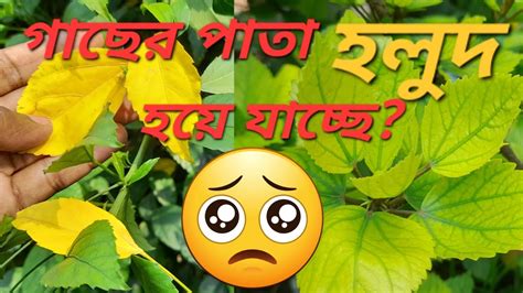 জবাগাছের পাতা হলুদ হয়ে যাচ্ছে হলুদ রঙের হয়ে ঝড়ে যাচ্ছে কী করবেন