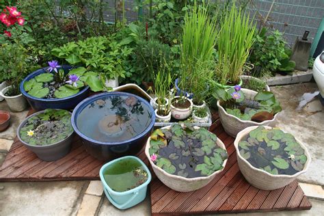 Water Lily Pots The Midsummer Arrives My Water Lilies In Flickr