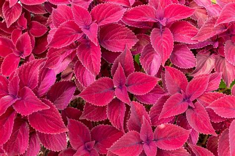 Types Of Red Plants