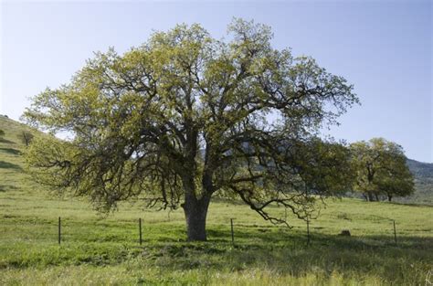 Yosemite Tree Profile: The California Black Oak | Scenic Wonders ...