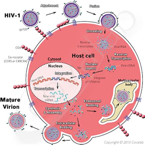 Virology Focus Covalab Biotechnology