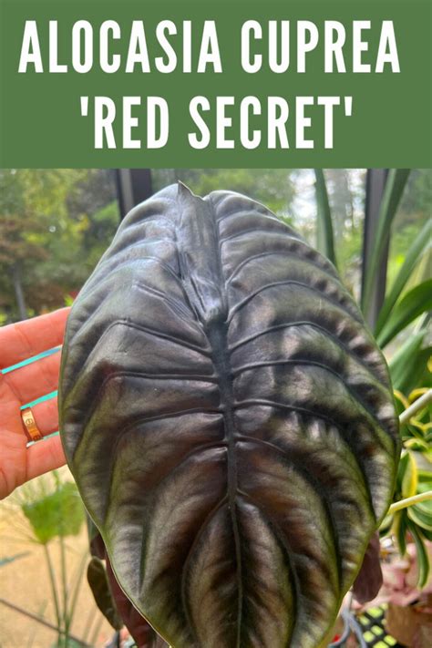 Growing Tips For The Stunning Alocasia Cuprea Red Secret