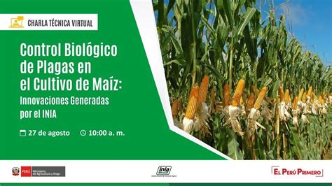 Control Biológico De Plagas En El Cultivo De Maíz Innovaciones Youtube