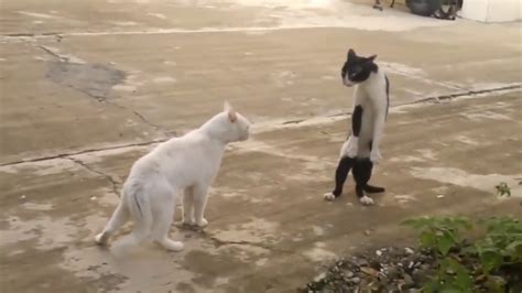 Cats Talking To Each Other So Funny Youtube