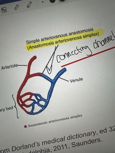 Vascular System Flashcards Quizlet