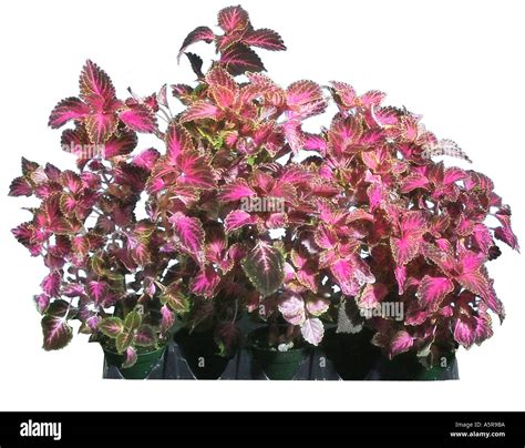 Coleus Annuals Lamiaceae Plant Plants Stock Photo Alamy