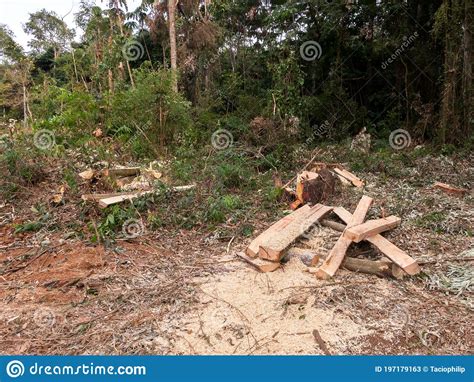 Deforestation Of Rainforest In Asia Stock Photography Cartoondealer