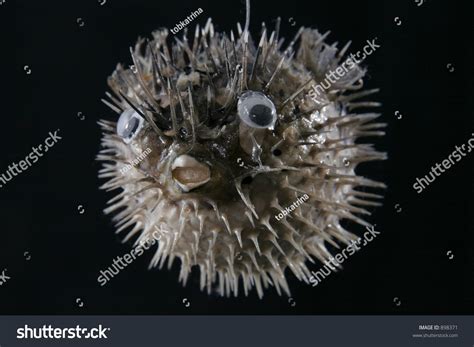 Puffer Fish Stock Photo 898371 Shutterstock