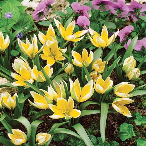 Tulipan Botaniczny Tarda 5 szt Tulipany cebulki tulipanów BENEX