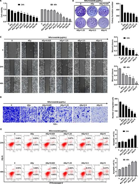 Nifuroxazide Suppresses Pd L1 Expression And Enhances The Efficacy Of